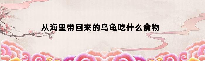 从海里带回来的乌龟吃什么食物(从海里带回来的乌龟吃什么食物好)