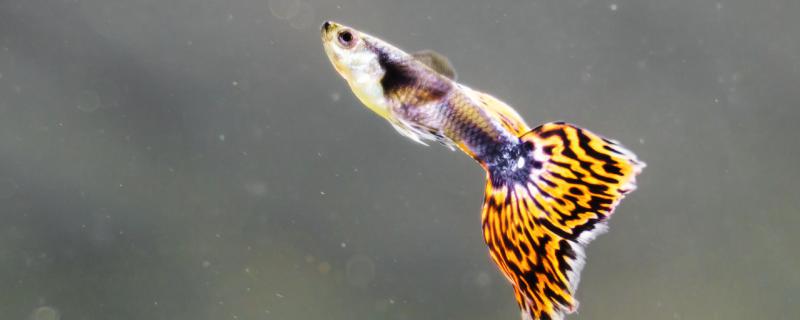 孔雀鱼要打氧吗缺氧时会有什么表现(孔雀鱼还用打氧吗)