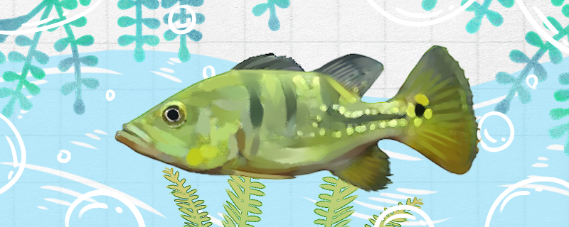 斑眼鲷好养吗怎么养(斑眼鲷好养吗怎么养的)