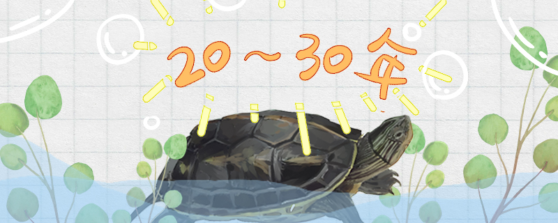 珍珠龟能活多久多大算是成年(珍珠龟能活到几岁)