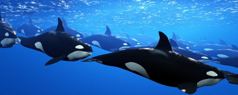虎鲸和鲸鱼的区别虎鲸有哪些习性(虎鲸与虎鲸)