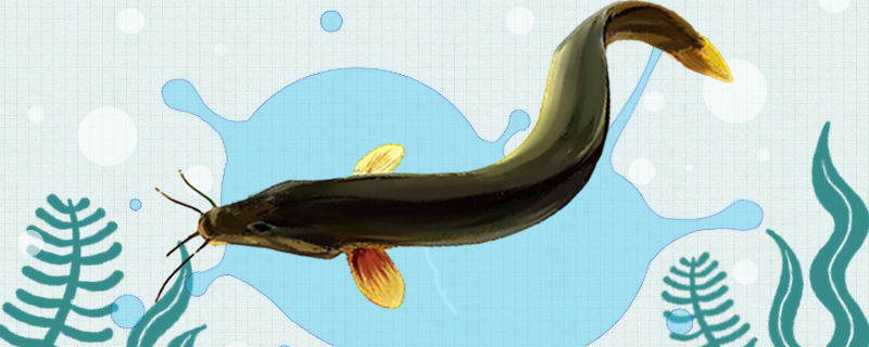 泥鳅会冬眠吗会睡觉吗(泥鳅会冬眠么)