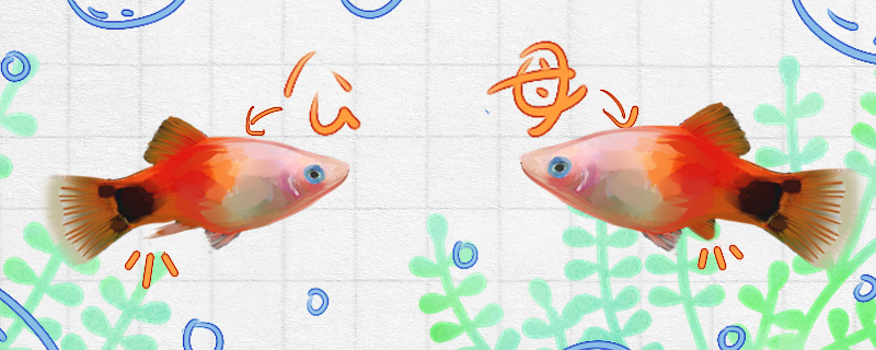 米奇鱼怎么分公母公母能一起养吗(米奇鱼怎么分公母图解)