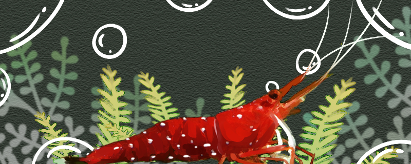 虾塘缺氧用什么方法可以解决虾塘缺氧有哪些征兆(虾缸缺氧)