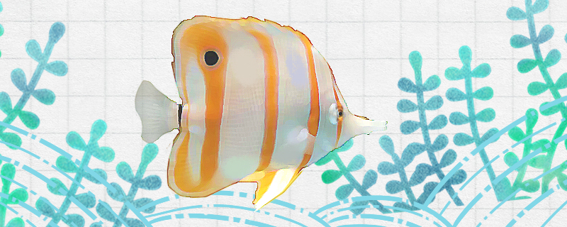 三间火箭蝶鱼好养吗怎么养(三间火箭海水鱼)