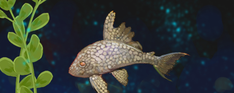 钻石皇冠豹异型鱼好养吗怎么养(钻石皇冠豹价格)