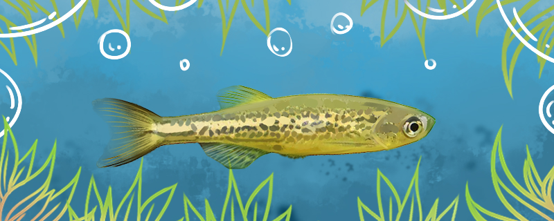 豹纹斑马鱼好养吗怎么养(豹纹斑马鱼好养吗怎么养活)