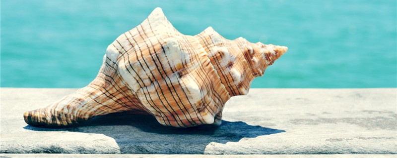 海螺能听到海的声音吗为什么有海的声音(海螺能听见海的声音吗?)