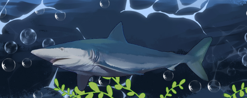 鲨鱼会吃同类吗会吃自己的孩子么(鲨鱼吃同类吗?)