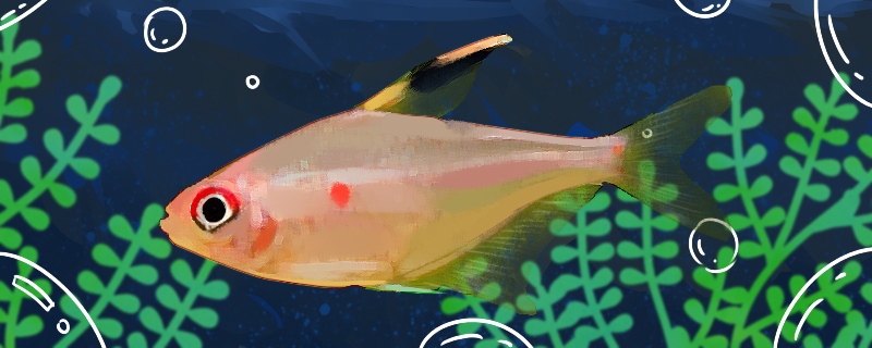 血心灯鱼好养吗怎么养(开股票账号需要多少钱)