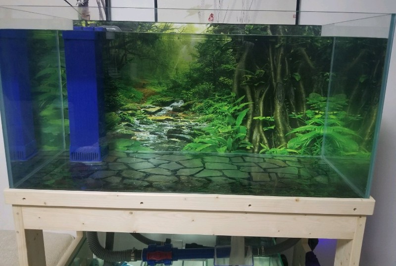 鱼缸底滤不出水是什原因?