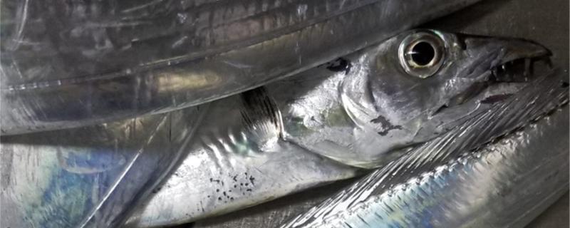 地笼捕鱼网放什么饵料怎么使用(地笼网捕鱼方法视频)