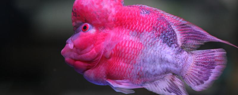 罗汉鱼蹭缸是什么原因需要用什么药(罗汉鱼蹭缸需要大换水吗)