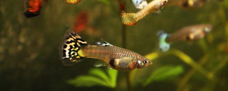 鱼尾巴作用是什么鱼尾巴有哪些类型(鱼尾巴作用视频讲解)