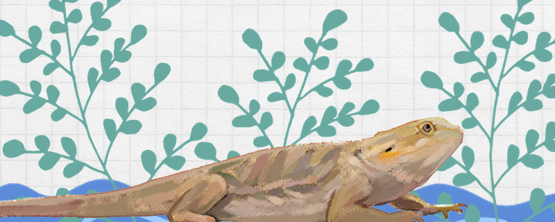 蜥蜴会游泳吗能在水里生活吗(蜥蜴会游泳不)