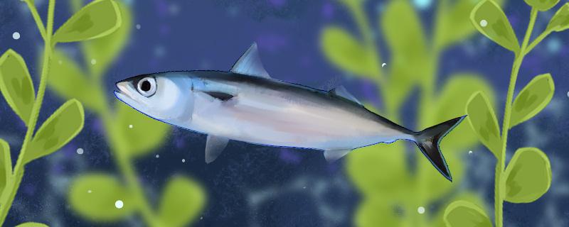 青花鱼是什么鱼生活在哪里(青花鱼学名)