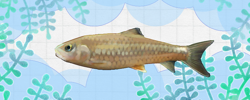 军鱼和草鱼一样吗有什么区别(军鱼和草鱼的区别是什么)