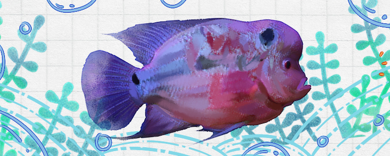 珍珠马骝罗汉鱼好养吗怎么养(珍珠马骝罗汉鱼养法)