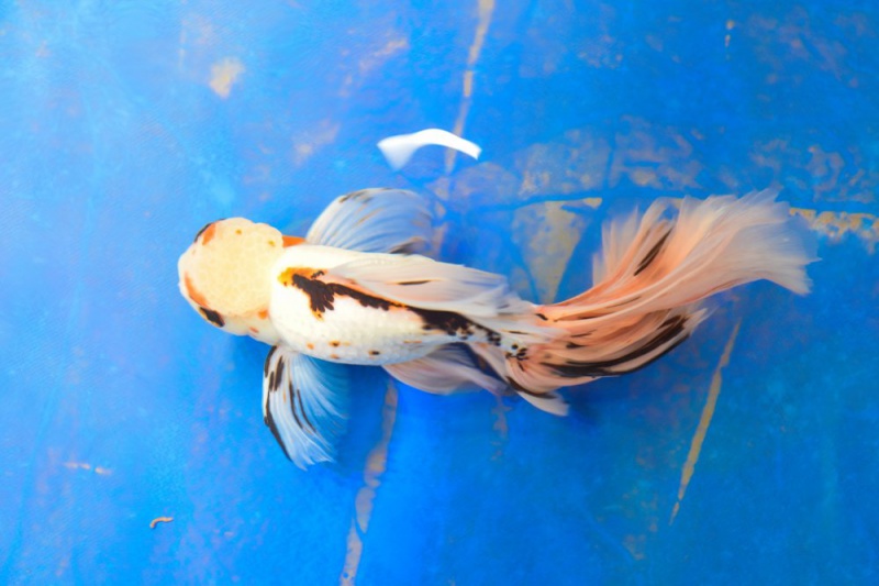 金鱼怎么分公母公母能一起养吗视频