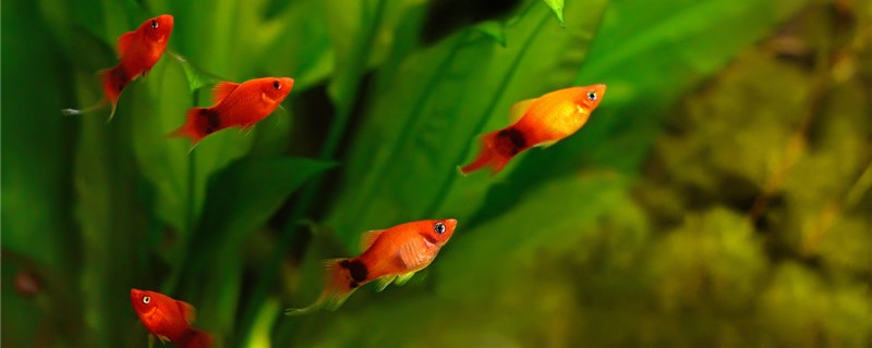 米奇鱼一次能生完吗一次可以生多少小鱼(米奇鱼一胎多久生完)