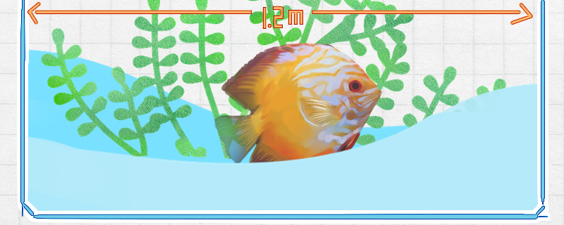 七彩鱼苗怎么养长得快多久能吃汉堡(七彩鱼苗训食)