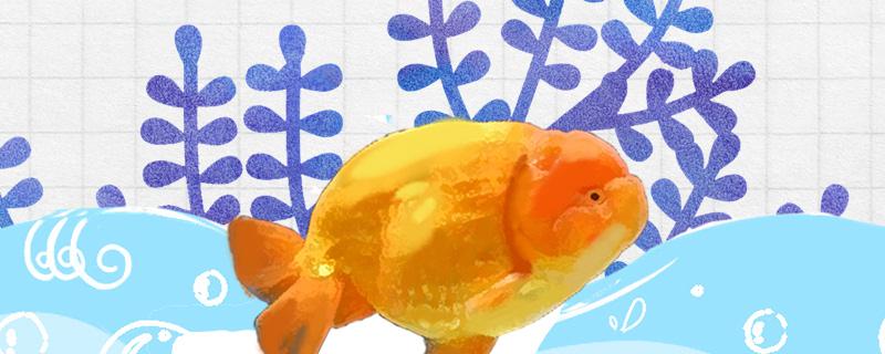 养兰寿金鱼每天开灯多久用什么灯好(兰寿金鱼灯光时间)