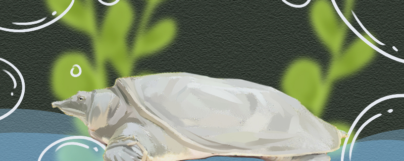 甲鱼是鱼类吗会冬眠吗(甲鱼会在水底冬眠吗)