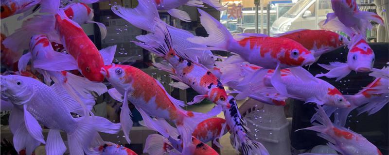 盐能杀死锦鲤身上的寄生虫吗怎么杀死锦鲤身上的寄生虫(盐对锦鲤鱼的利与弊)