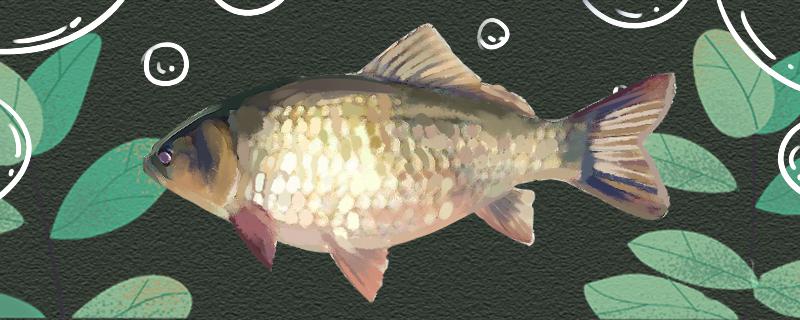 三月份钓鲫鱼钓多深用什么饵料(三月底钓鲫鱼钓多深)