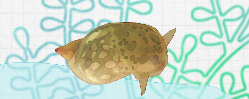 耳萝卜螺能除藻吗能养在鱼缸里吗(耳萝卜螺能除藻吗能养在鱼缸里吗有毒吗)