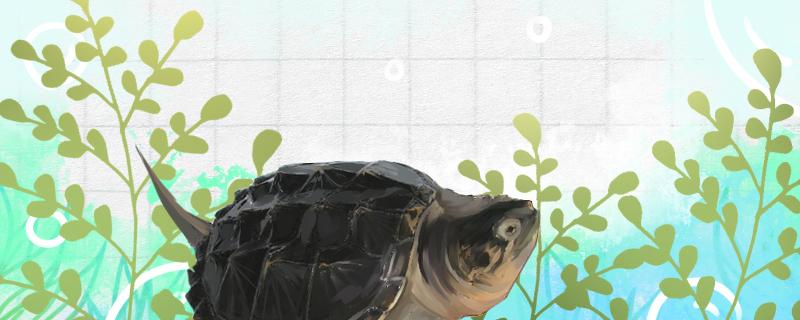 鳄龟几年长大能活多久(鳄龟多少年能长到五六斤)