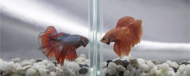 斗鱼能长多大多大可以繁殖(斗鱼多少厘米可以繁殖)