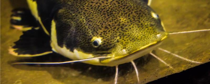 钓鲶鱼用什么饵料最好用什么打窝(钓鲶鱼一般用什么饵料)