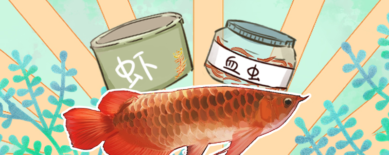 喂龙鱼的虾怎么处理要去壳吗(喂龙鱼的虾用去皮吗)