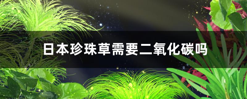 日本珍珠草需要二氧化碳吗需要强光吗(日本珍珠草需要水草泥吗)