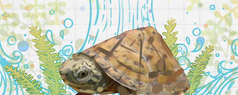 巨头麝香龟好养吗怎么养(巨头麝香龟好养吗怎么养活)