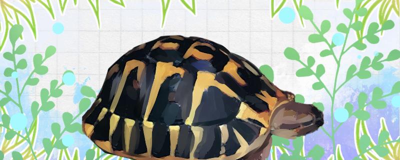 赫曼陆龟寿命赫曼陆龟体长(赫曼陆龟饲养方法)