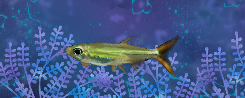 毕卡索灯鱼好养吗怎么养(毕卡索作品图片)