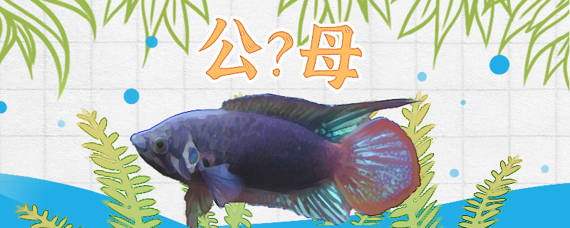 圆尾斗鱼怎么分公母公母会打架吗(圆尾斗鱼如何分公母)