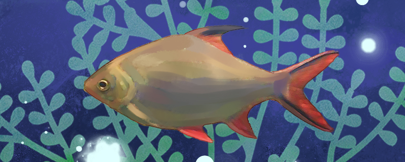 红鳍鲫好养吗怎么养(红鳍鲫多少钱一条)