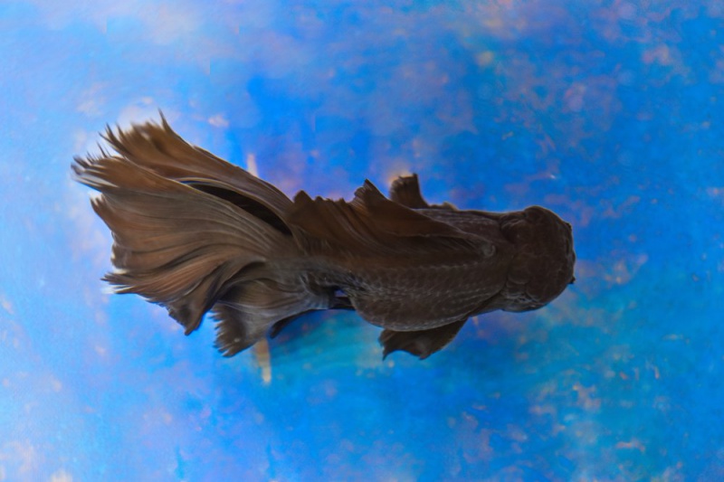 金鱼怎么分公母公母能一起养吗视频