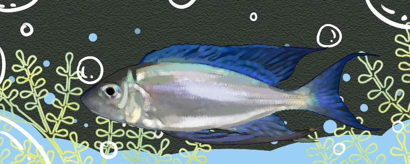 蓝波鱼好养吗怎么养(蓝波鱼混养)