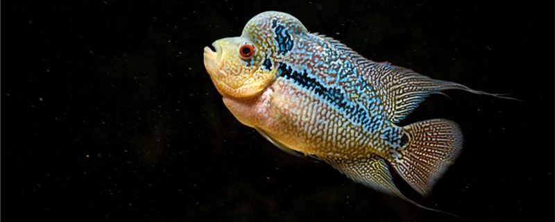 罗汉鱼多大开始起头有头座不起头怎么办(罗汉鱼多大头就不长了)