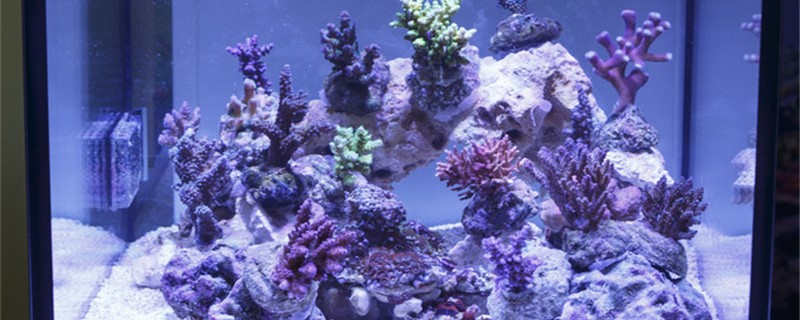 鱼缸里能不能加食用盐怎么样让食用盐变成海盐(鱼缸加盐可以用食用盐吗)