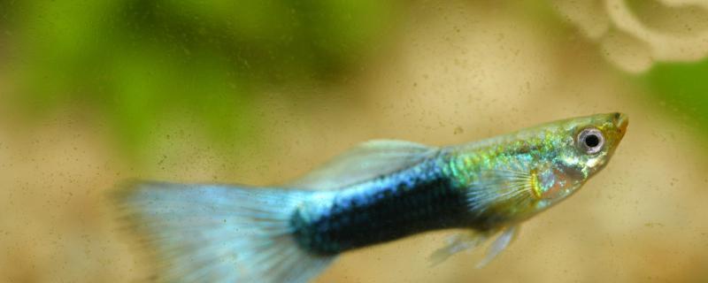 观赏鱼尾巴变黑了怎么回事尾巴变黑怎么办(观赏鱼尾巴变白是咋回事)