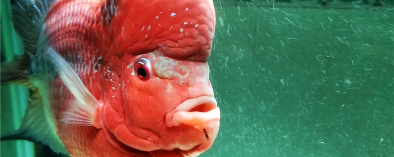 罗汉鱼需要打氧吗需要一直打氧吗(罗汉鱼需要打氧吗?)