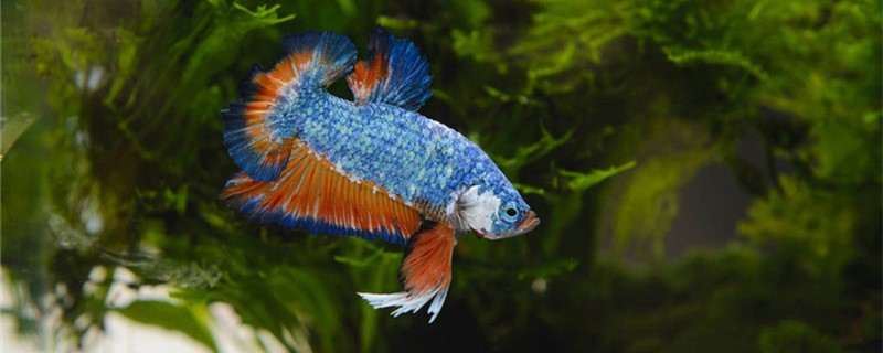 鱼能吃米饭吗鱼吃什么长得好(鱼能吃米饭吗?)