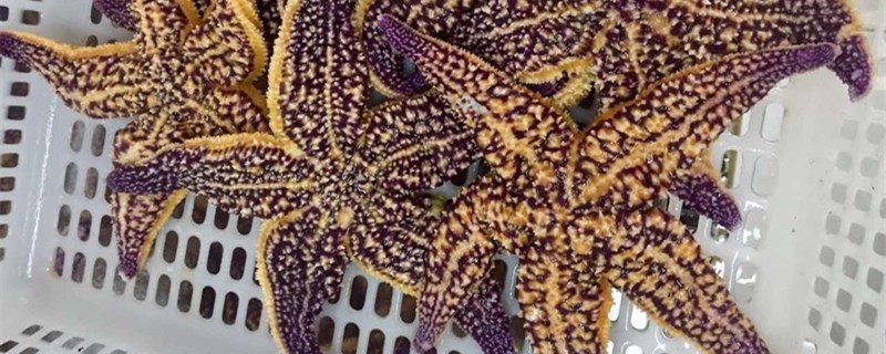 海星多少钱一斤海星有哪些种类(海星多少钱一斤可以买吗)
