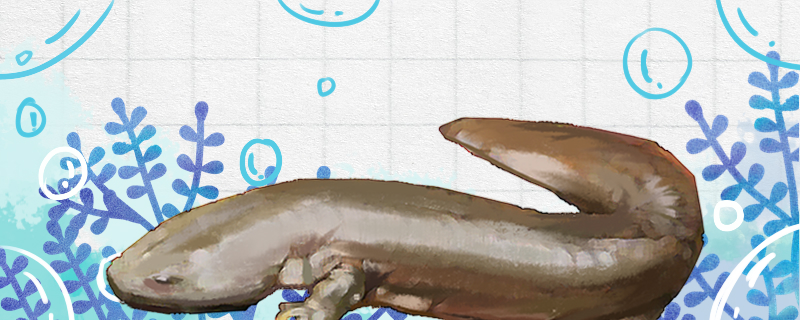 大鲵是娃娃鱼吗品种有哪些名字