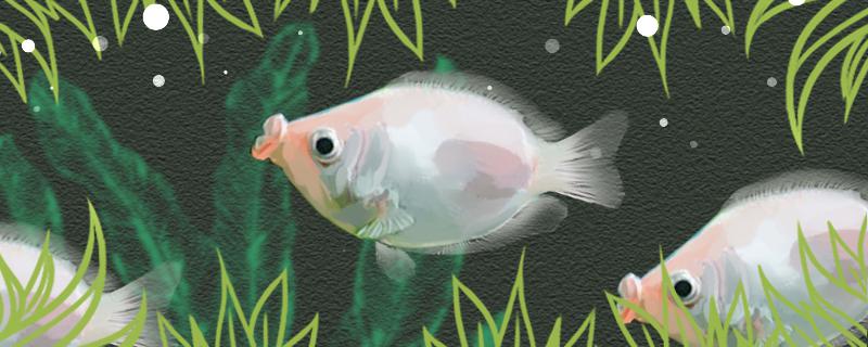 接吻鱼是冷水鱼还是热带鱼水温多少合适_1(接吻鱼加热多少度)